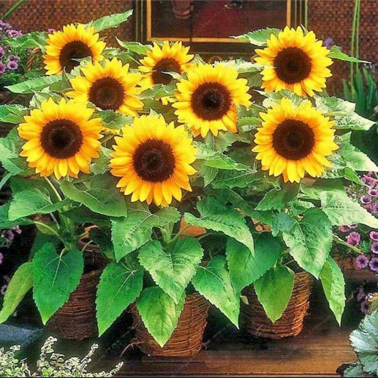 25 Sunspot Dwarf Sunflower Seed Heirloom NON-GMO Fresh Seed CUTE, STUBBY, & FUN
