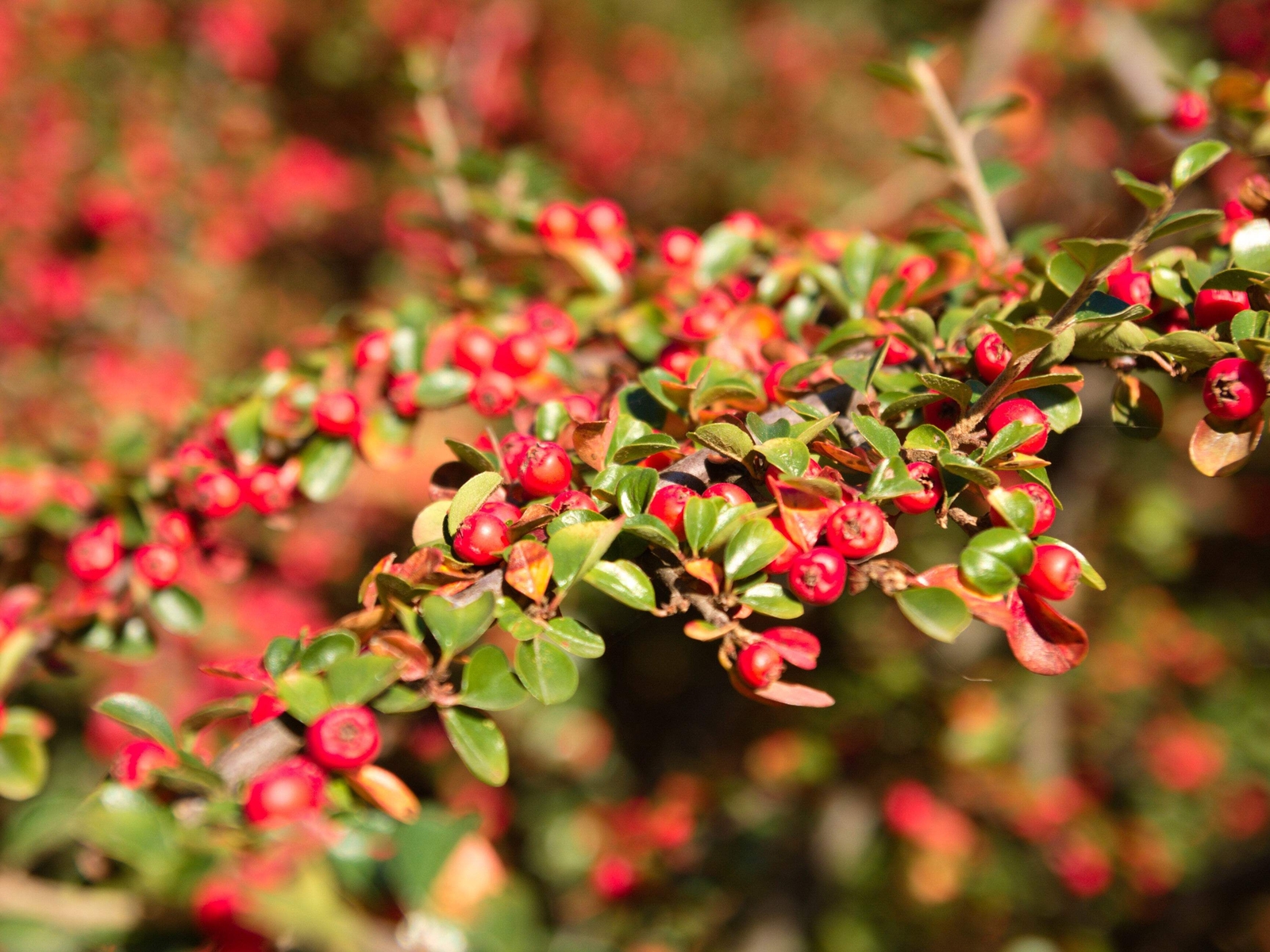 20 BEARBERRY Arctostaphylos Uva-Ursi Kinnikinnick Pinemat Manzanita Flower Seeds