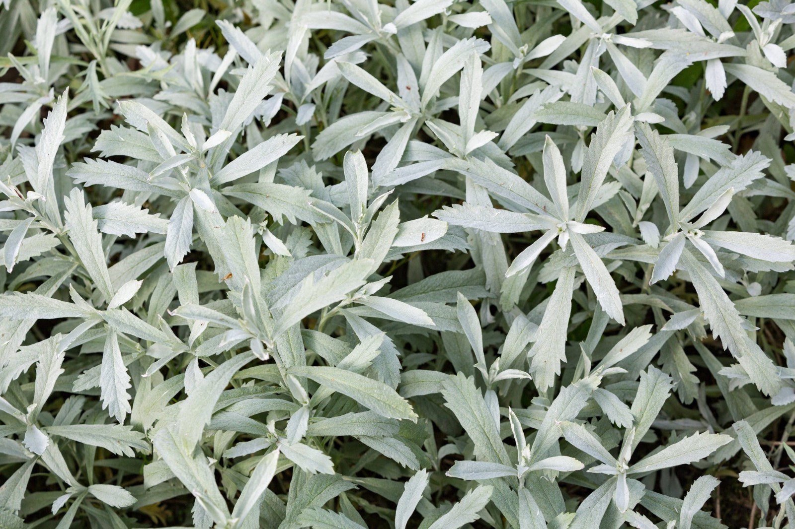 Prairie Sage Seeds. 200 Seeds. Medicinal, Great for Smudging. Free Shipping!