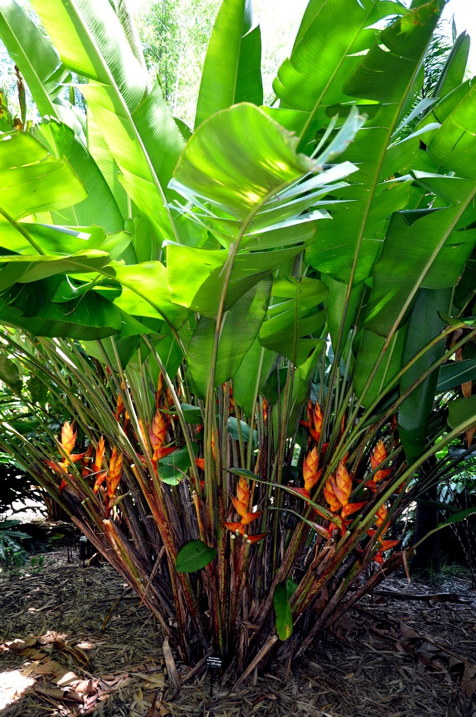 10 SPLASH (Heliconia champneiana) SEEDS Lobster Claw Flower Banana Like Rare