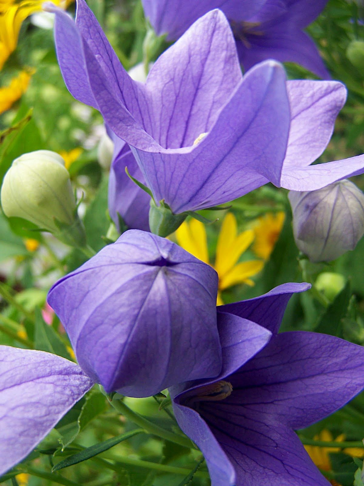 150 Purple Balloon Flower Platycodon Seeds Perennial + gift