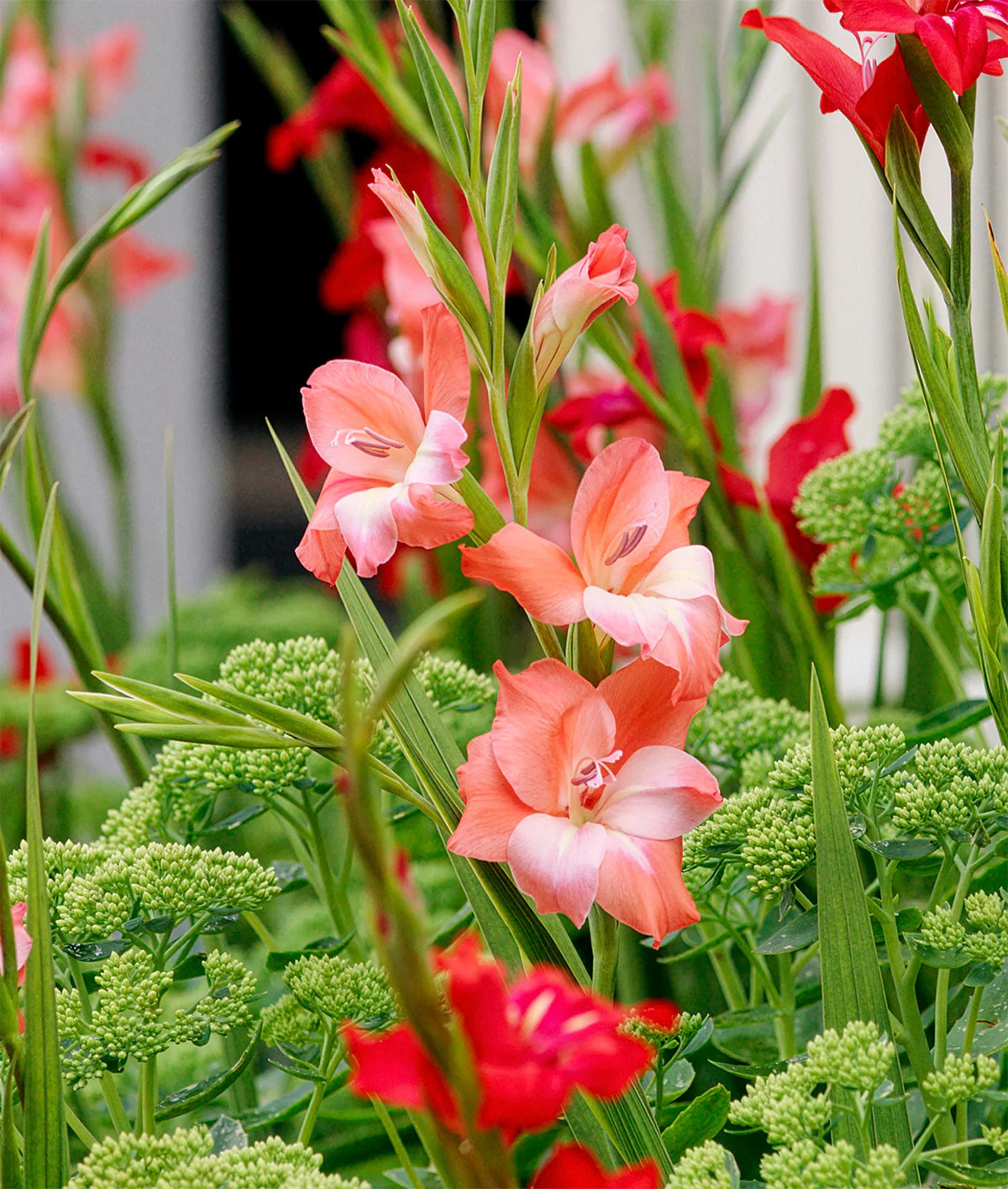 Charming Beauty Hardy Gladiolus – 5 bulbs