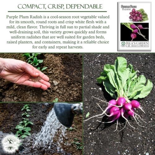 Purple Plum Radish Seeds (Raphanus sativus) – 150+ Heirloom Non-GMO Seeds by