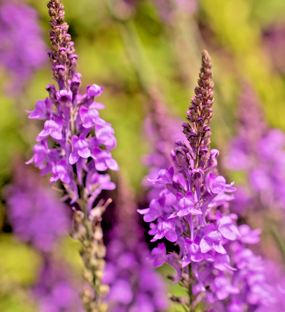 purple toadflax 200 seeds EZ to grow perennial flower, linaria purpurea