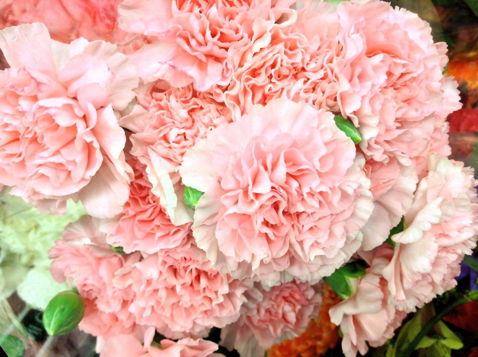100 Mixed CARNATION / DOUBLE DIANTHUS Chinensis Flower Seeds *Comb S/H