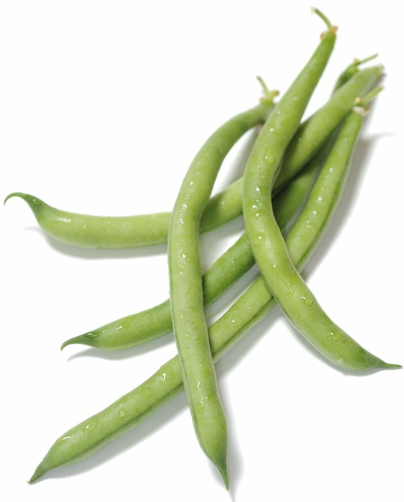 Organic Tendergreen Bush Bean – Phaseolus vulgaris