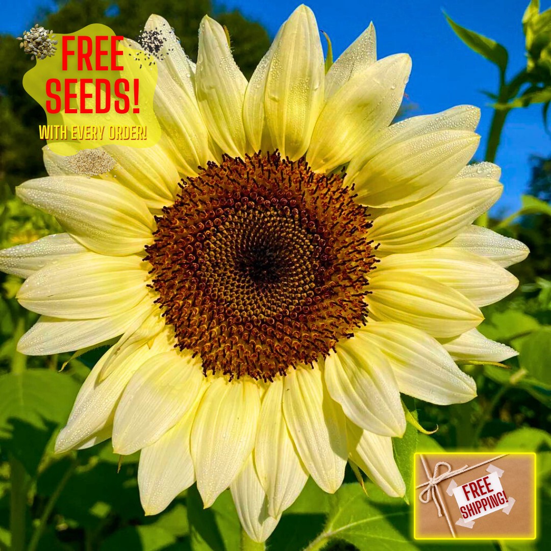 Premium Pro-Cut White Nite Sunflower Seeds | Heirloom Non-GMO | Flower Seeds