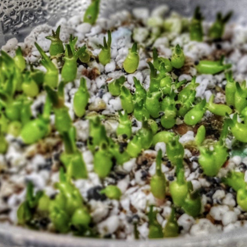 (10) Pack SEEDS Ariocarpus v. Confusus US SELLER