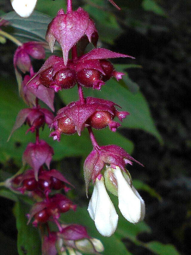 BULK, Himalayan Honeysuckle bush 1000 seeds hardy perennial, mariesgreengarden