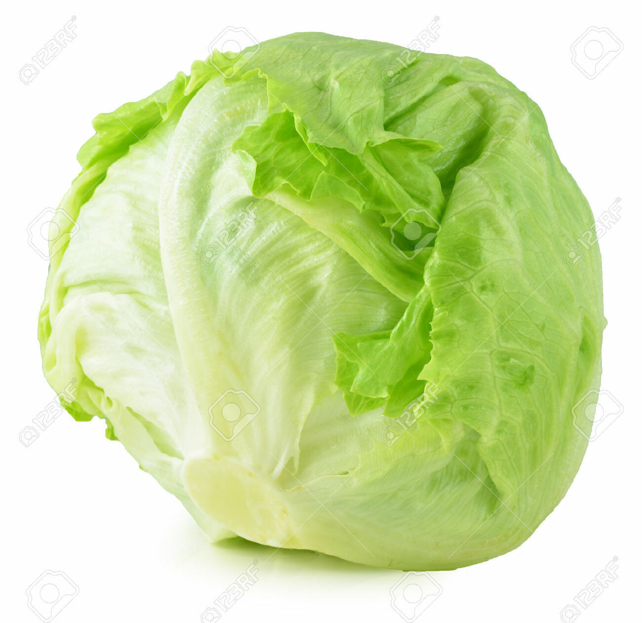 SCARBOROUGH SEEDS Iceberg Lettuce 1000 Seeds NON-GMO