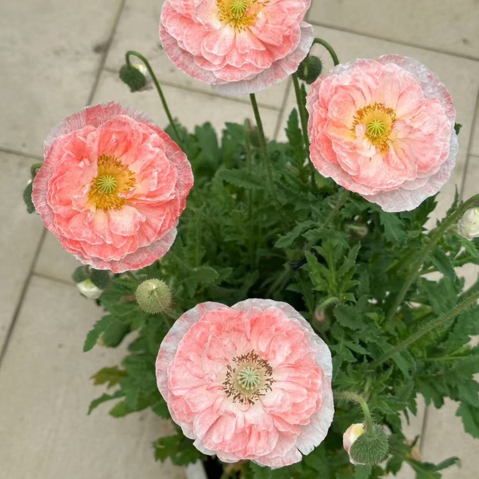 1000 Shirley Poppy Seeds – Pink & White Papaver rhoeas for Garden Zones 3–9