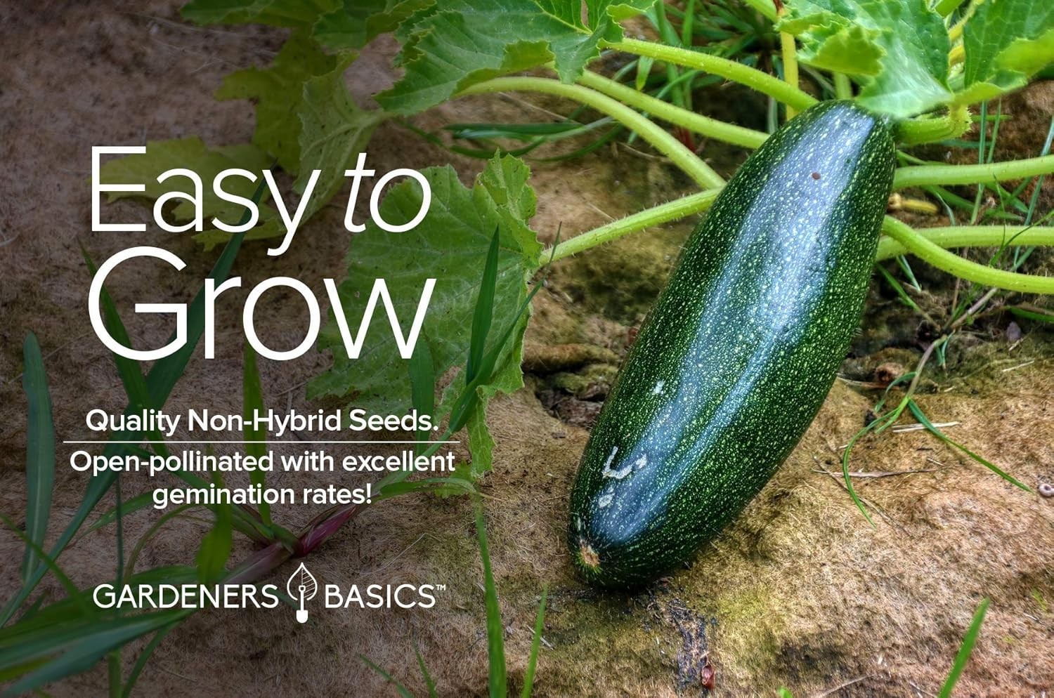 Zucchini Seeds – Black Beauty Heirloom Non-GMO Summer Squash 3 Grams