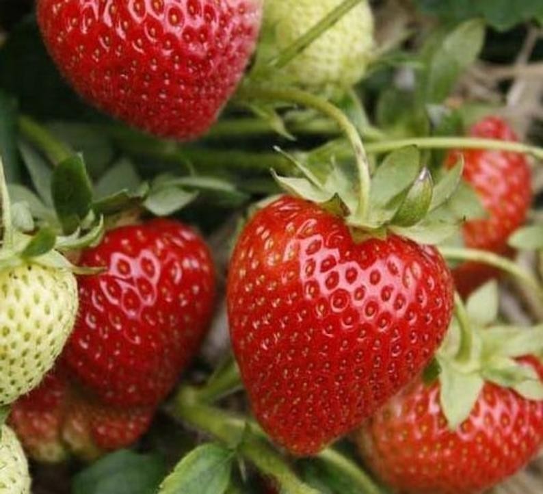 12 Strawberry Plants ” Jewel”-Superb Quality (Pack of 12 Bare Root)Zones: 4-9