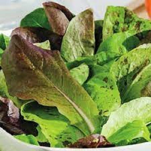 Premium Romaine Trio – Fresh Organic Heirloom Seeds – Great in Salads. Beautiful