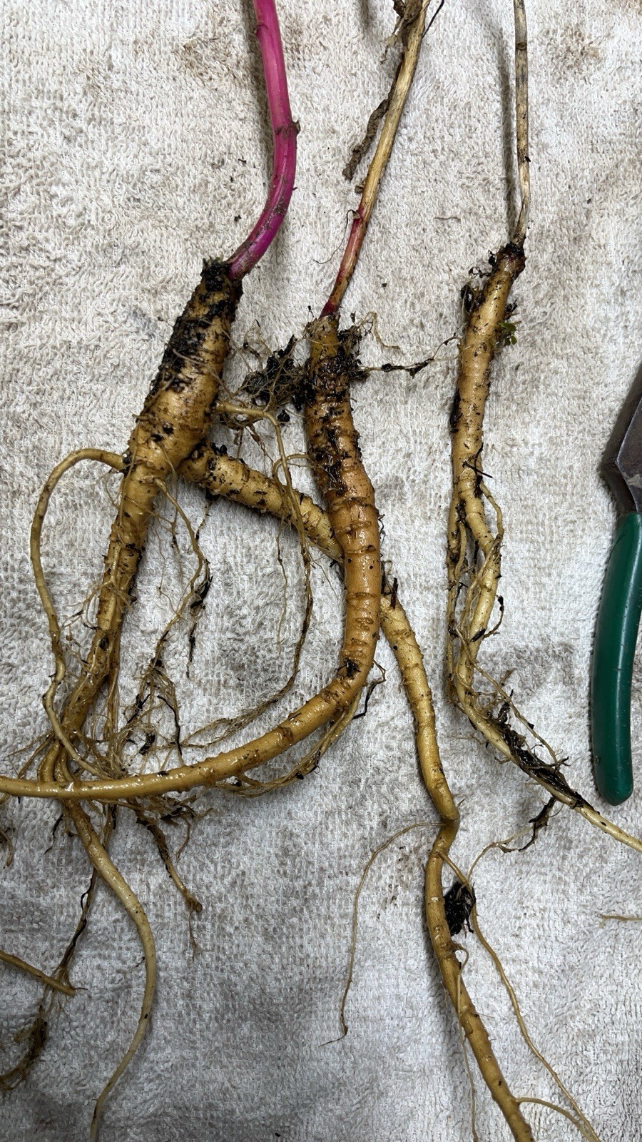 1 starter plant/root of Pokeberry or Pokeweed (Phytolacca americana)