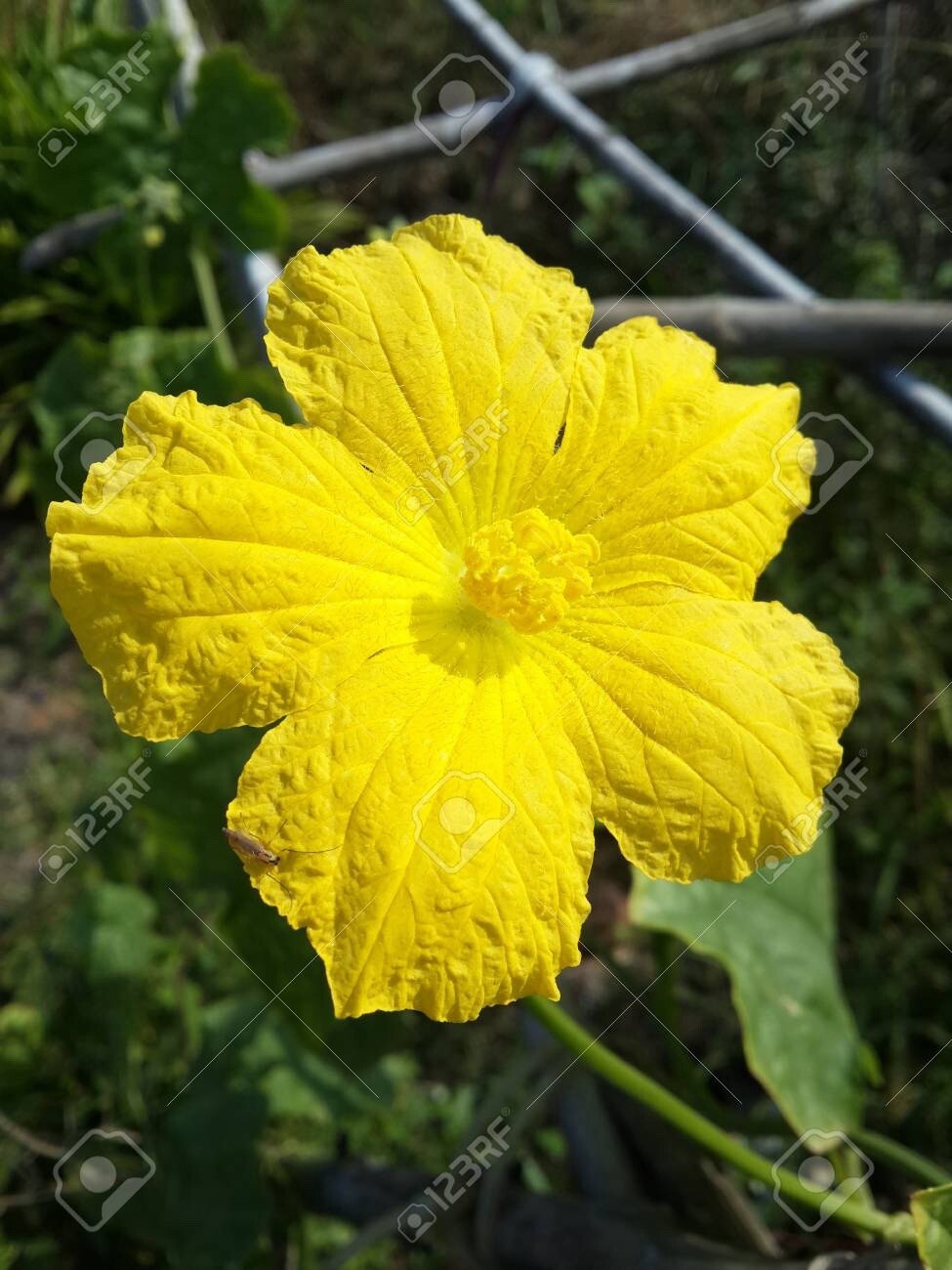 Luffa cylindrica | Sponge Gourd | 10 Seeds