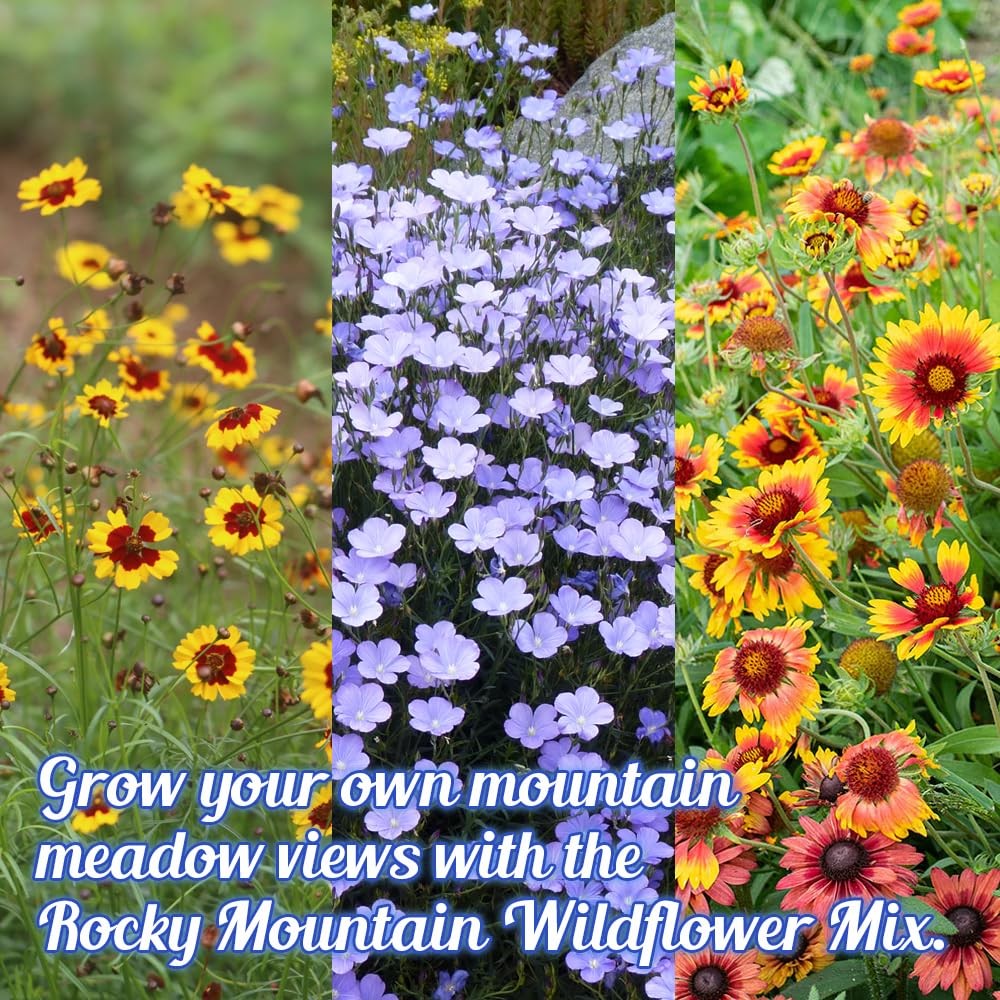 Rocky Mountain Wildflower Seed Mix 1oz – Premium Wildflower Seed Mix for High…