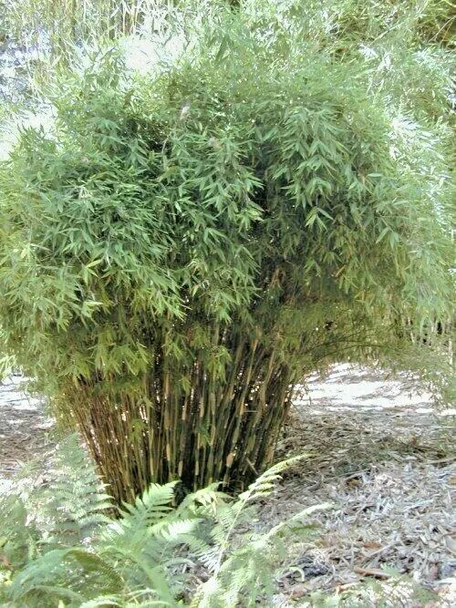 10 UMBRELLA BAMBOO SEEDS – Fargesia spathacea Great Cover