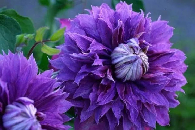 25 Purple Clematis Seeds Seed Perennial Flowers Bloom Flower 522 US SELLER
