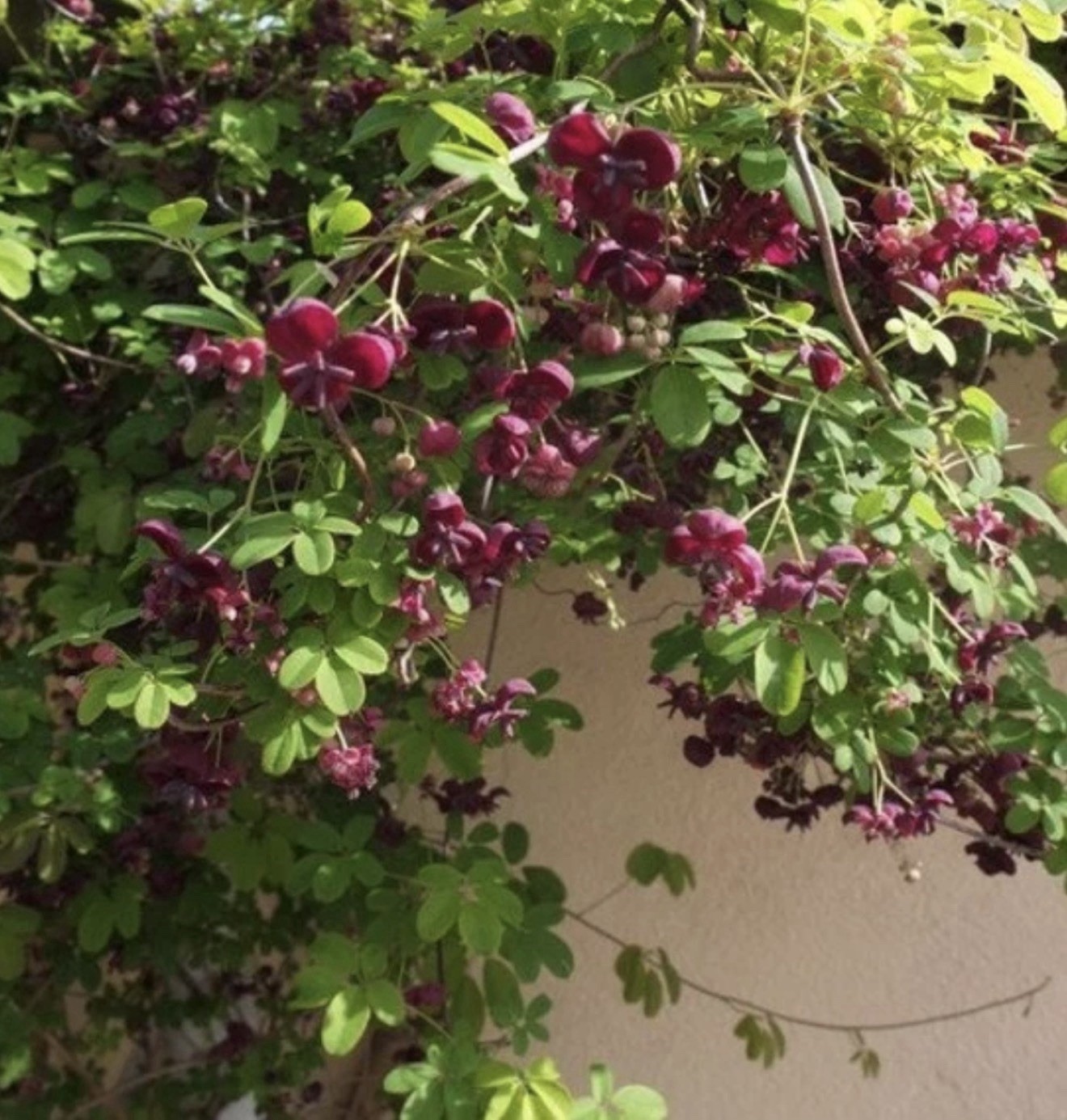 Chocolate Vine Akebia quinata SMALL Rooted Starter Plant-Chocolate Scented Bloom