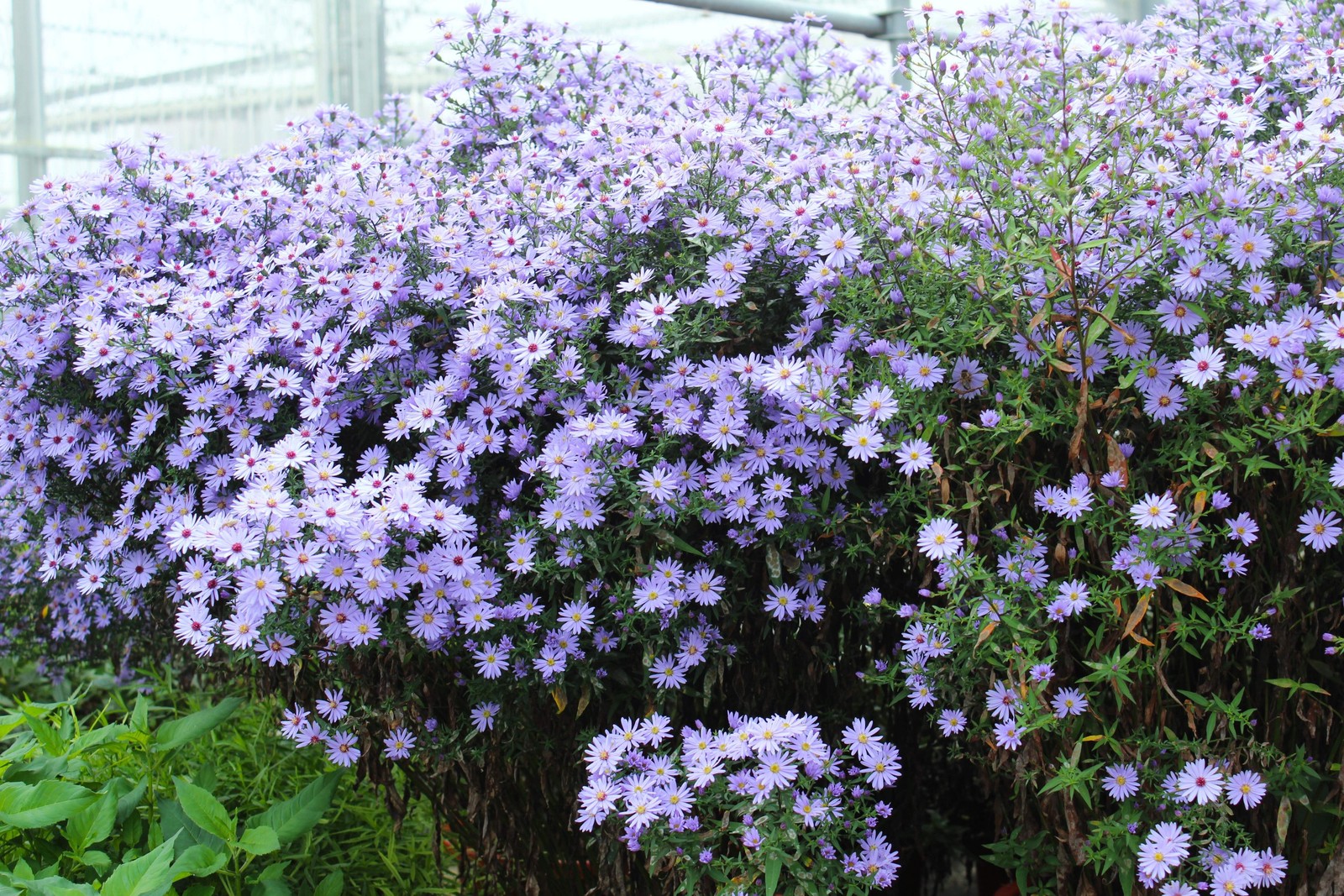 100 HEART LEAVED ASTER Cordifolius Blue Wood Aster Flower Seeds *Combined Ship