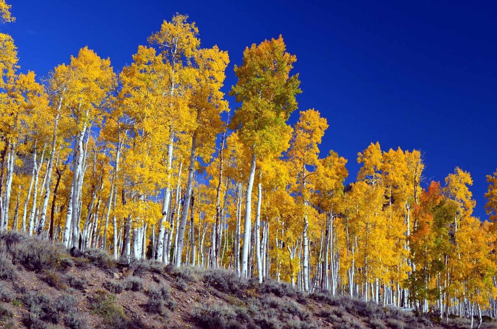 Quaking Aspen Tree Seeds (Populus tremuloides) Cold Hardy Golden Fall Tree