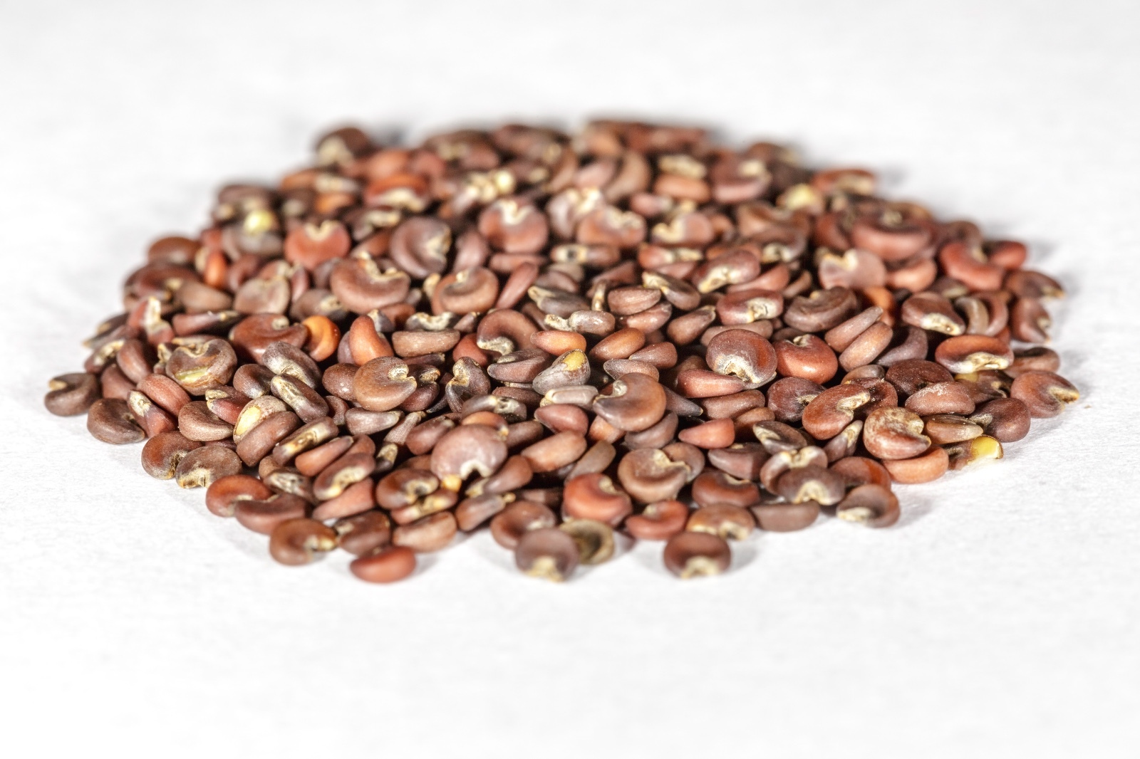 Common Marshmallow Seeds – Althaea officinalis Seeds – Marsh Mallow