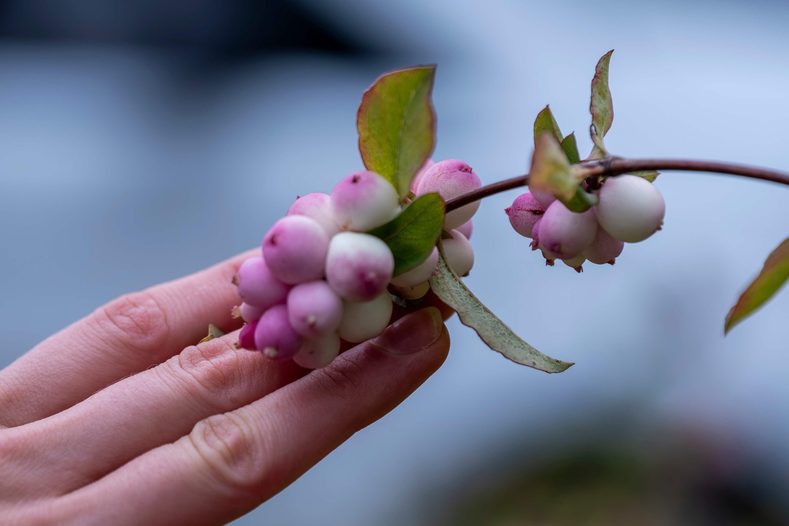 30 WESTERN SNOWBERRY Shrub White Pink Flower Symphoricarpos Occidentalis Seeds