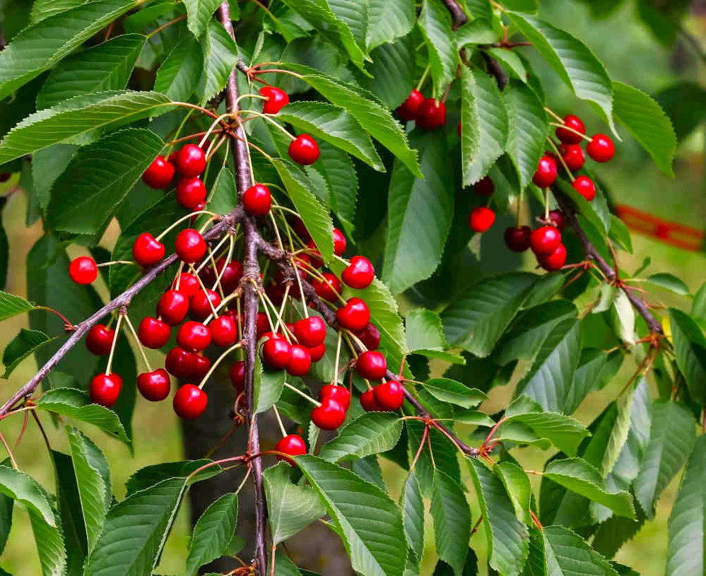 Mazzard Cherry Tree Seeds |Alkavo Sweet Red Cherries Fragrant 2024 Fast Shipping