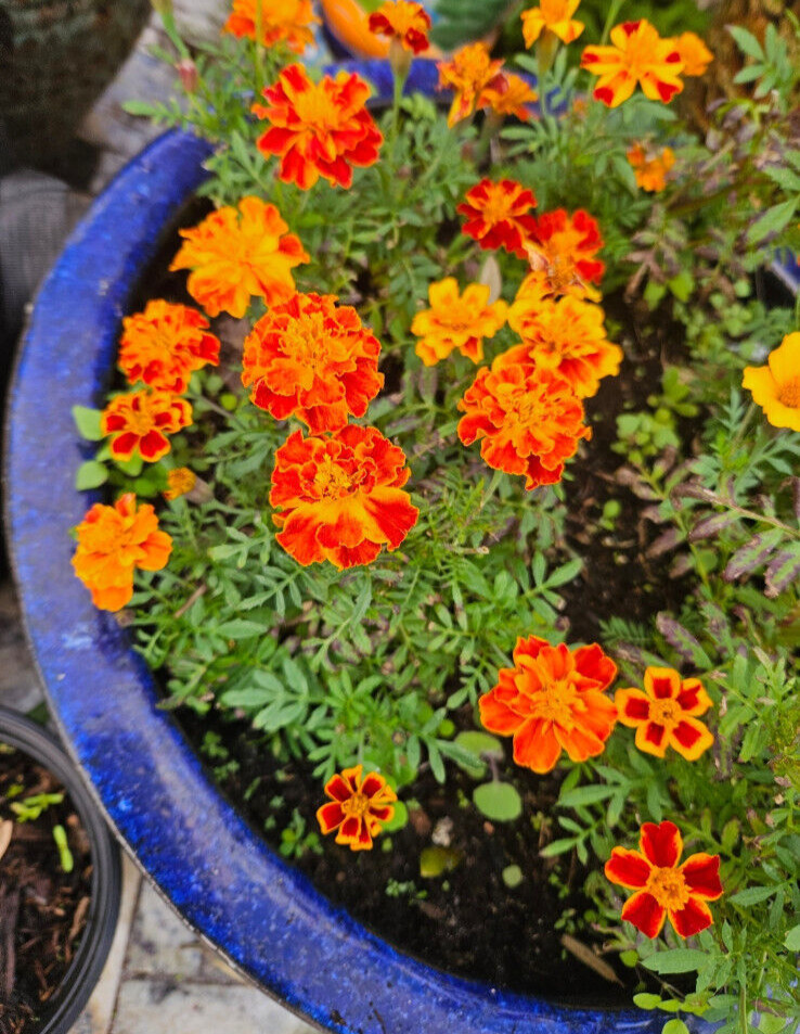 Firecracker Marigold seeds (200) / Attract POLLINATORS / ORGANIC / FL GROWN