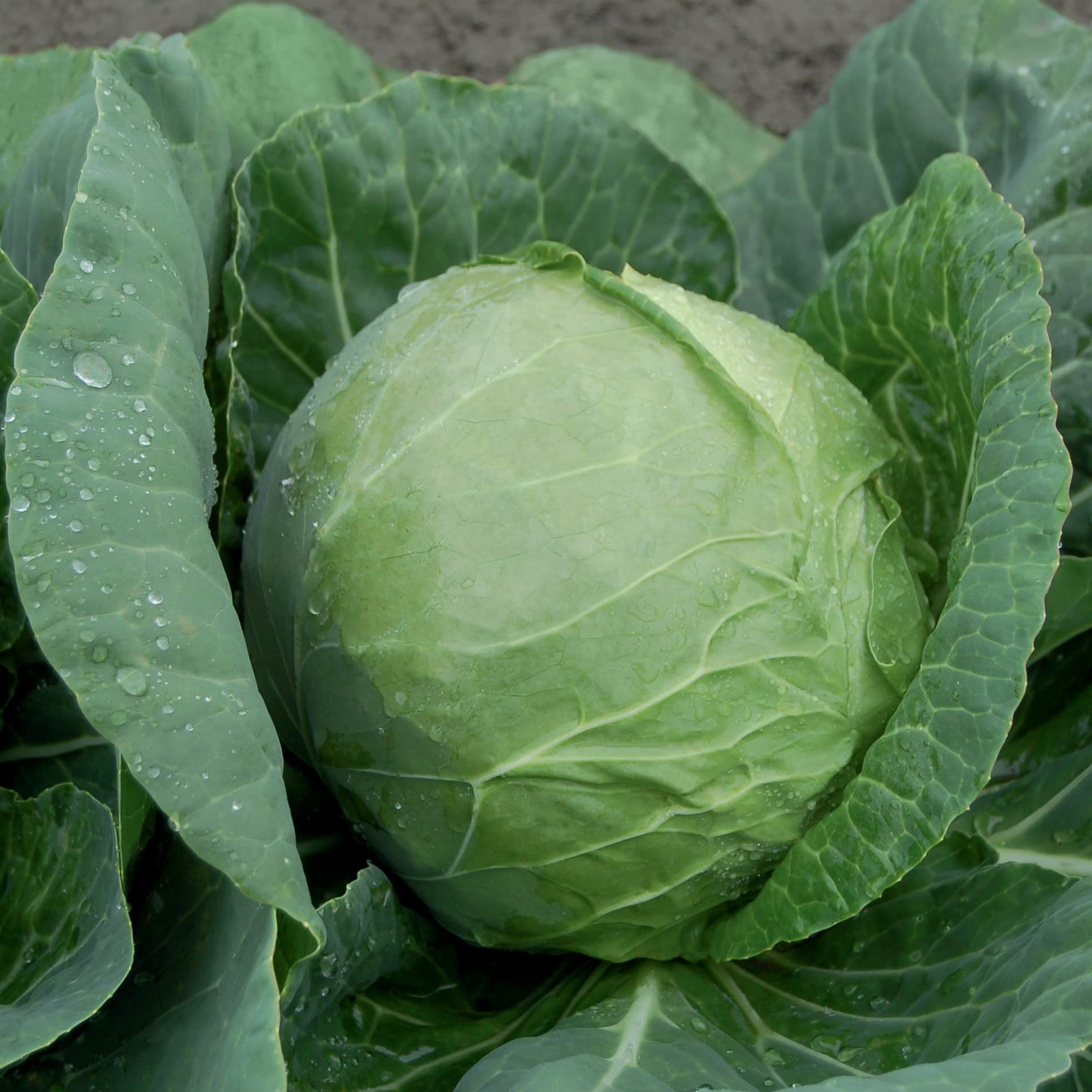 Katarina Cabbage Seeds for Planting: All America Selection, F1 Hybrid, Green …