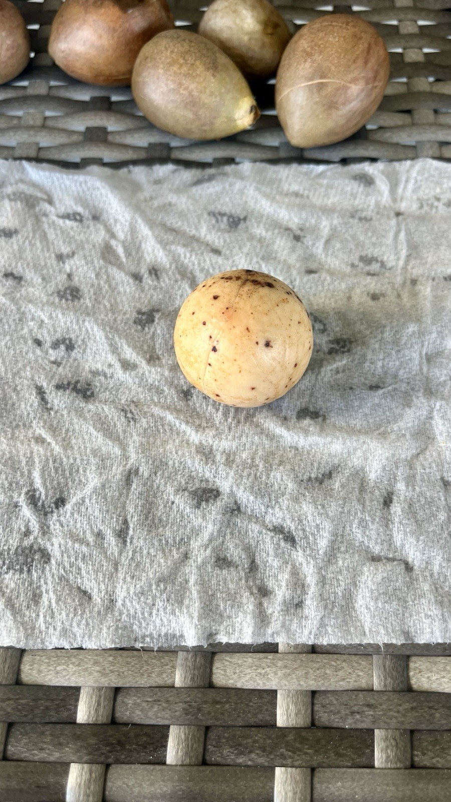 Avocado Tree Seeds (hass) 10pc