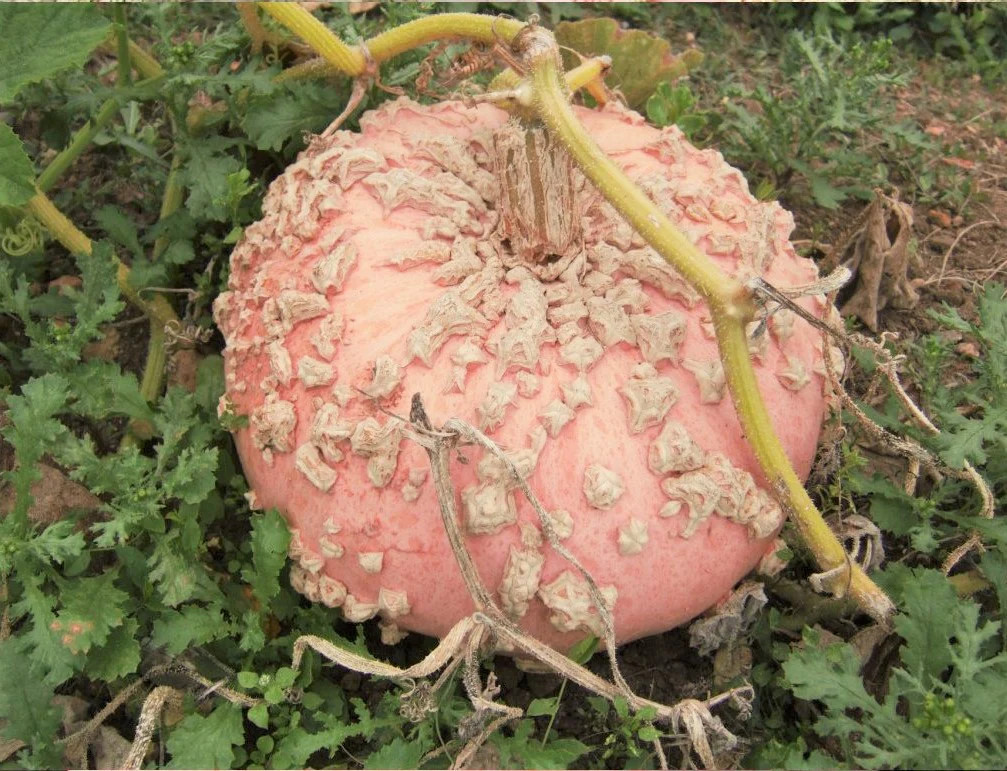 Peanut Pumpkin Seeds (Galeux D’ Eysines) | Warty Pink Pumpkins Squash Seed 2023