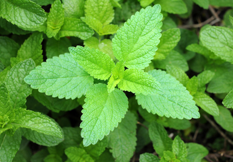 Pleasant Himalayan Mint- Elsholtzia blanda -10 RARE Garden Herb Seeds!