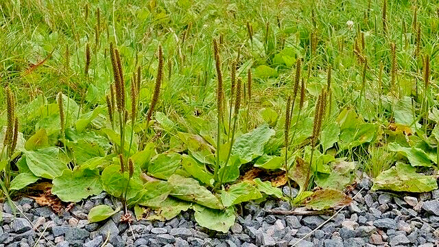 WIDE LEAF PLANTAIN 500 SEEDS, PLANTAGO MAJOR