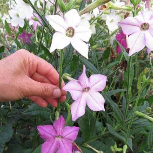 Jasmine Tobacco Seeds Sensation Mix (Nicotiana alata) Heirloom Fragrant Flowers