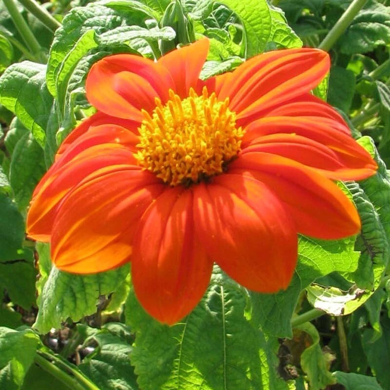 250+ Tithonia Mexican Sunflower seeds