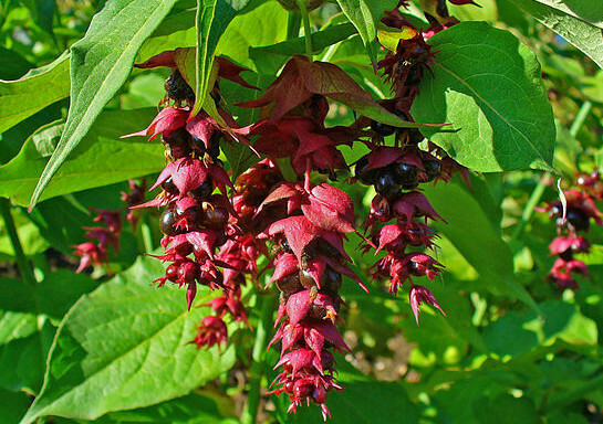 HIMALAYAN HONEYSUCKLE BUSH 201 SEEDS HARDY PERENNIAL mariesgreengarden EZ PLANT