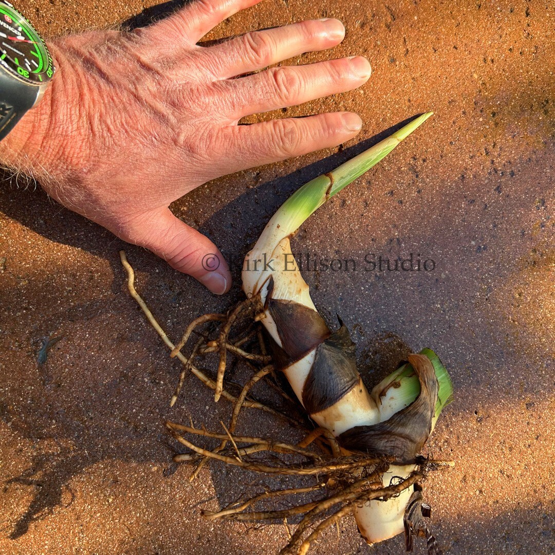 Canna Lily (1) Rhizome “STUTTGART” Variegated Ivory Green Foliage!