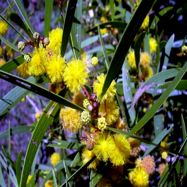 10 FORMOSAN KOA TREE SEEDS (Acacia confusa) Fast Growing Flowering Exotic Plant