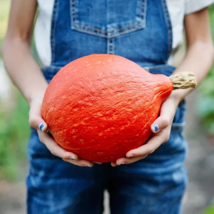 10 Baby Red Hubbard – Orange Hokkaido — 5/8 LBS ———– Heirloom – NON GMO
