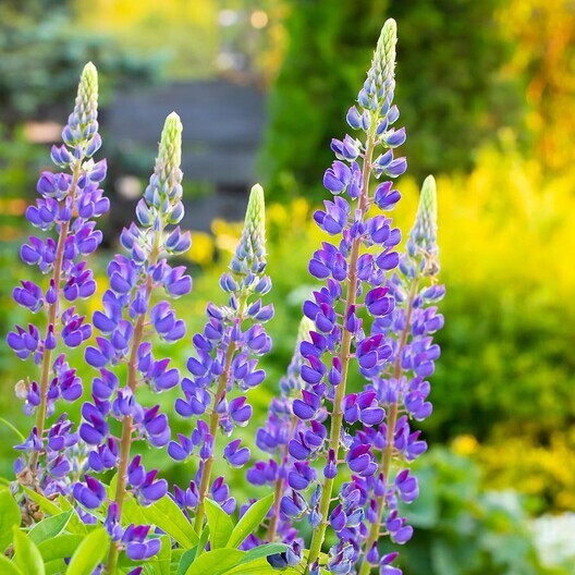 Wild Perennial Lupine Seeds Lupinus Perennis 100 SEEDS
