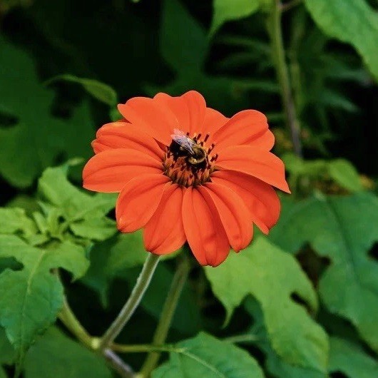 50 Mexican Sunflower Seeds -Torch Tithonia rotundifolia-Drought & Heat Tolerant
