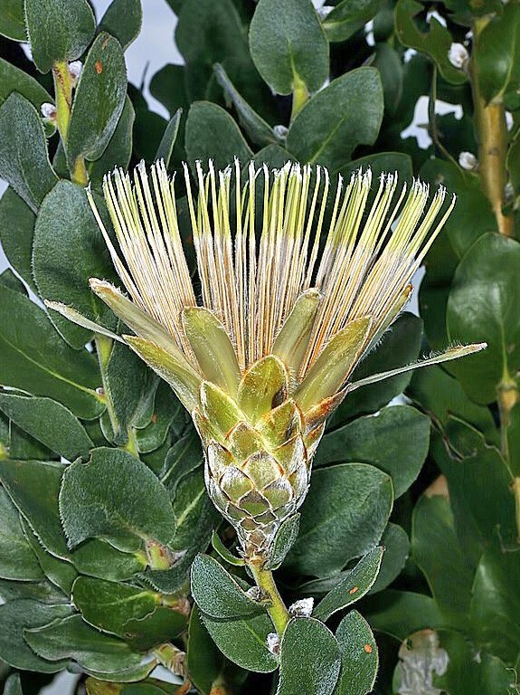 Protea aurea ssp. potbergensis | Potberg Sugarbush | 5 Seeds