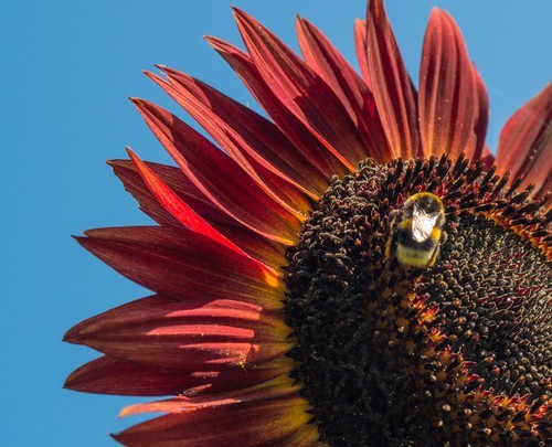 Sunflower Seeds for Planting- Vibrant Red Velvet Queen, Heirloom, Non GMO