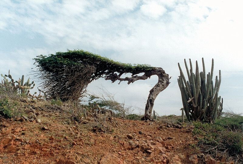 Caesalpinia coriaria | American Sumac | Divi-divi | Cascalote |10_Seeds