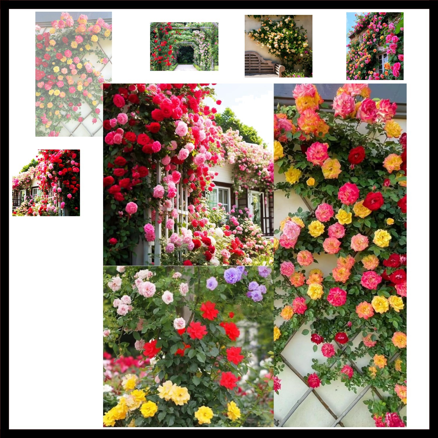 100+ Mix Climbing Rose Seeds for Planting Outdoors