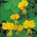 Tropaeolum peregrinum YELLOW BLOOMS Exotic Vine SEEDS!