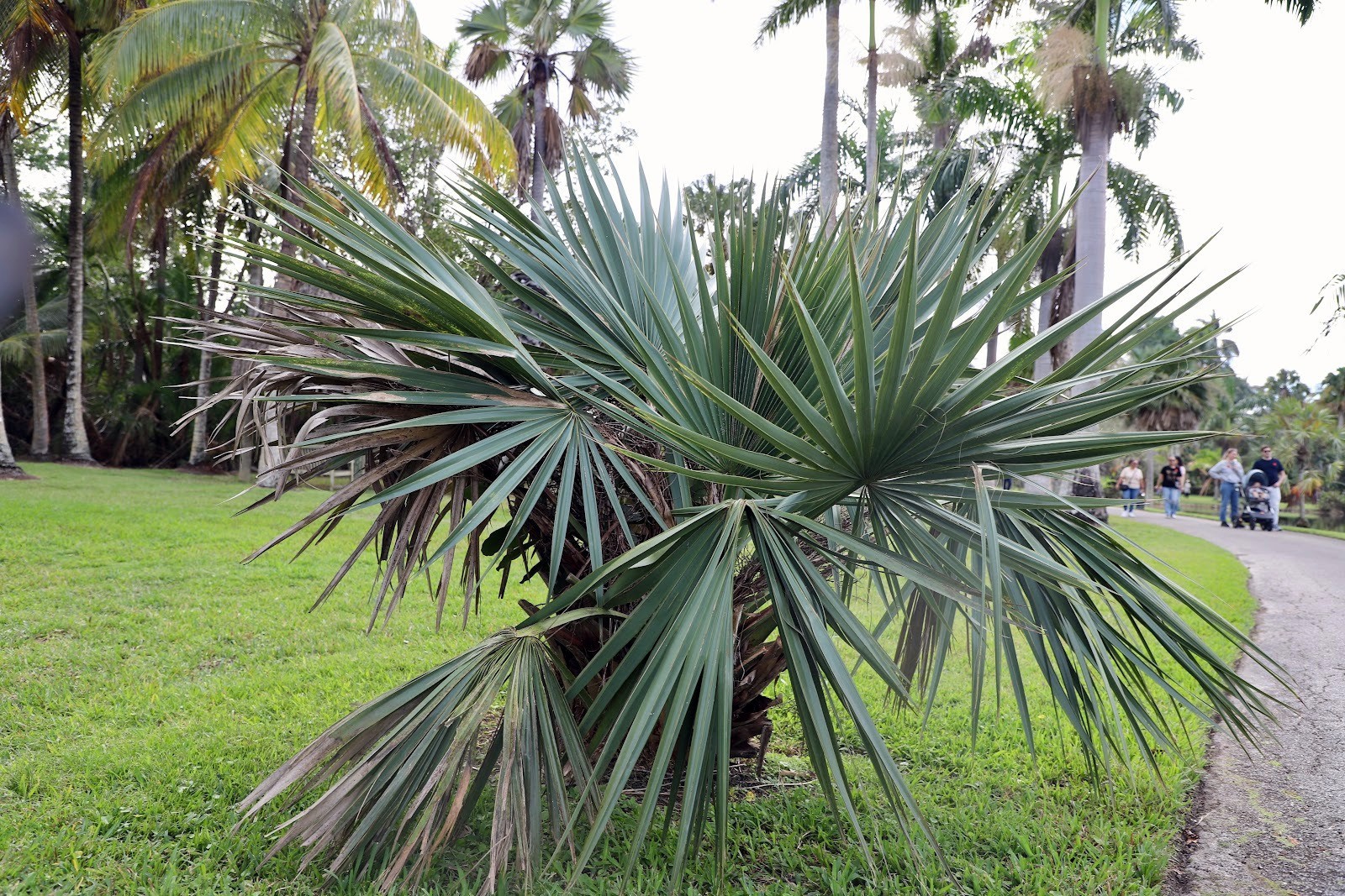Dwarf Palmetto Palm Tree Seeds (Sabal minor) Cold Hardy Tropical Fan Palm
