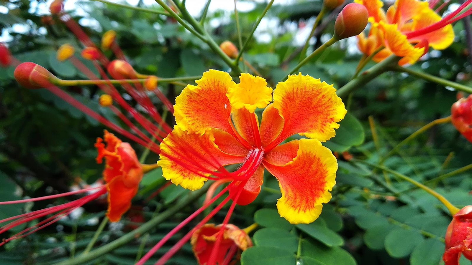 Peacock Flower Seeds for Planting – 10 Seeds – Caesalpinia pulcherrima – Red Bir